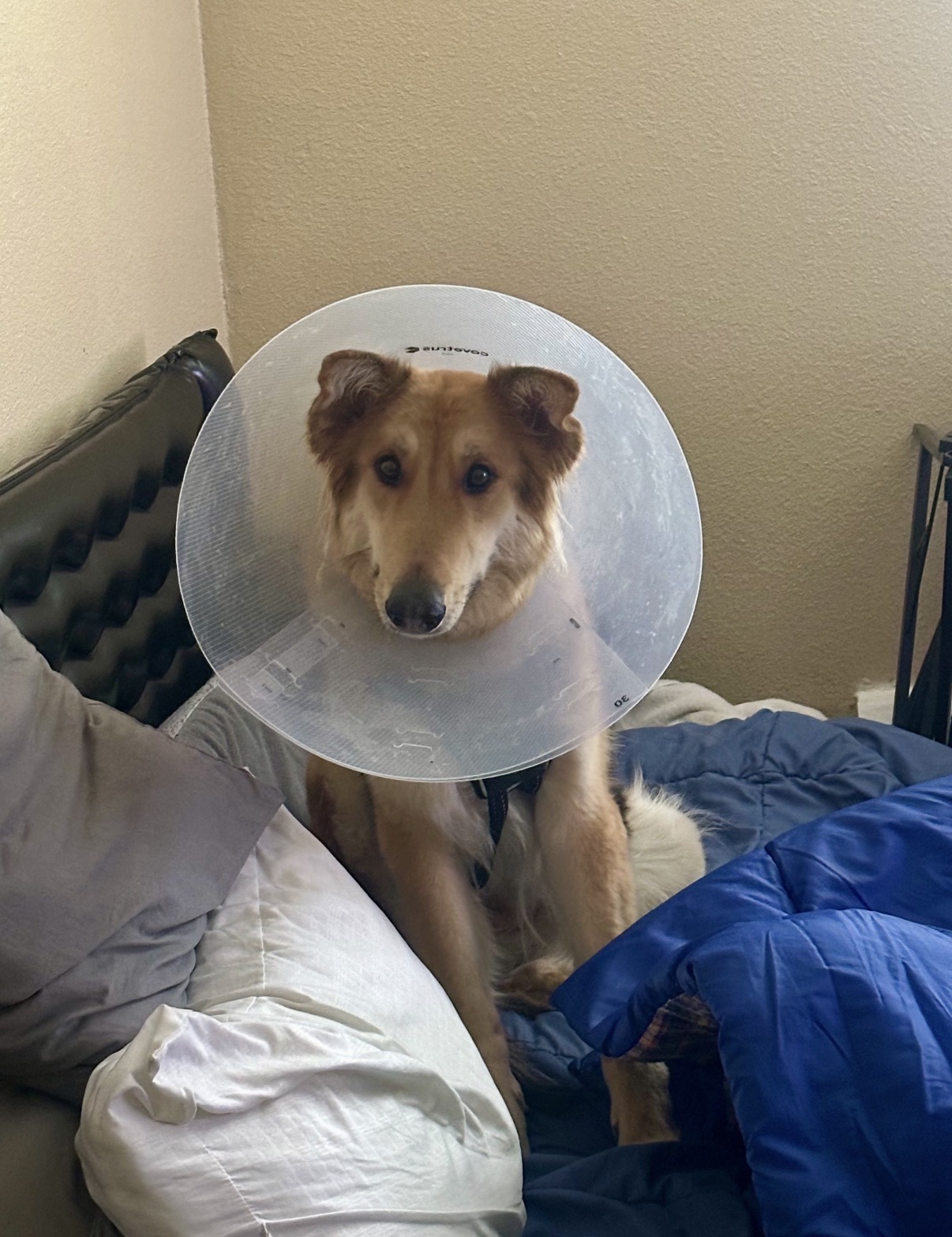 Suki looking at the camera while wearing a clear protective cone
