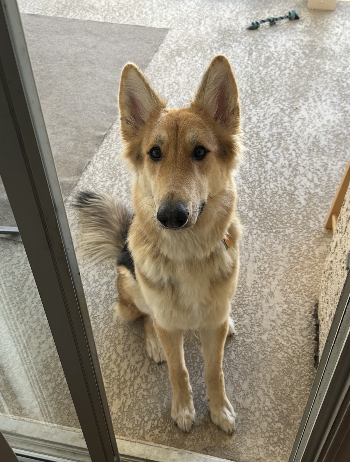 Suki sitting attentively with her ears upright and both front paws together