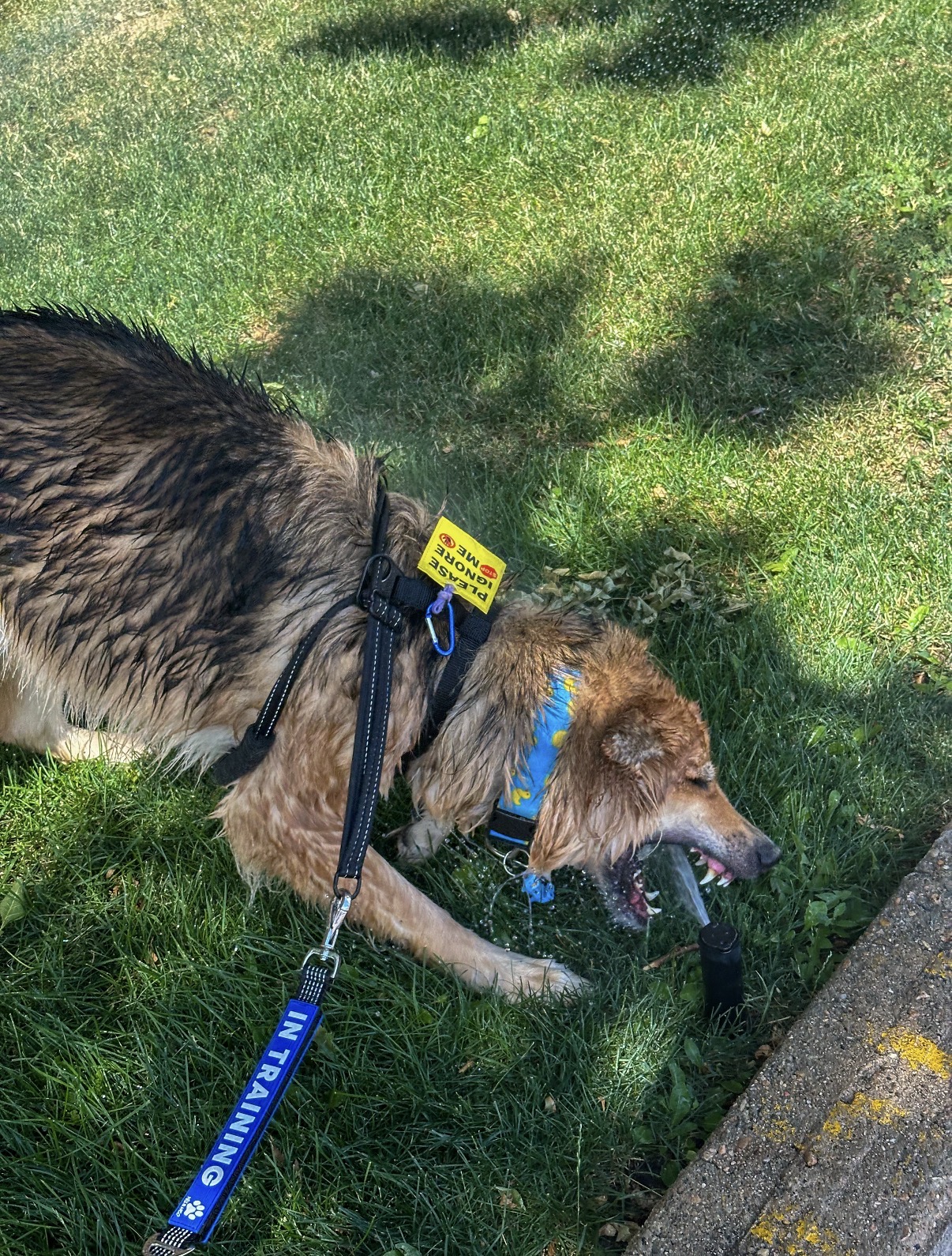 Suki catching a sprinkler’s stream of water with her mouth while standing on grass
